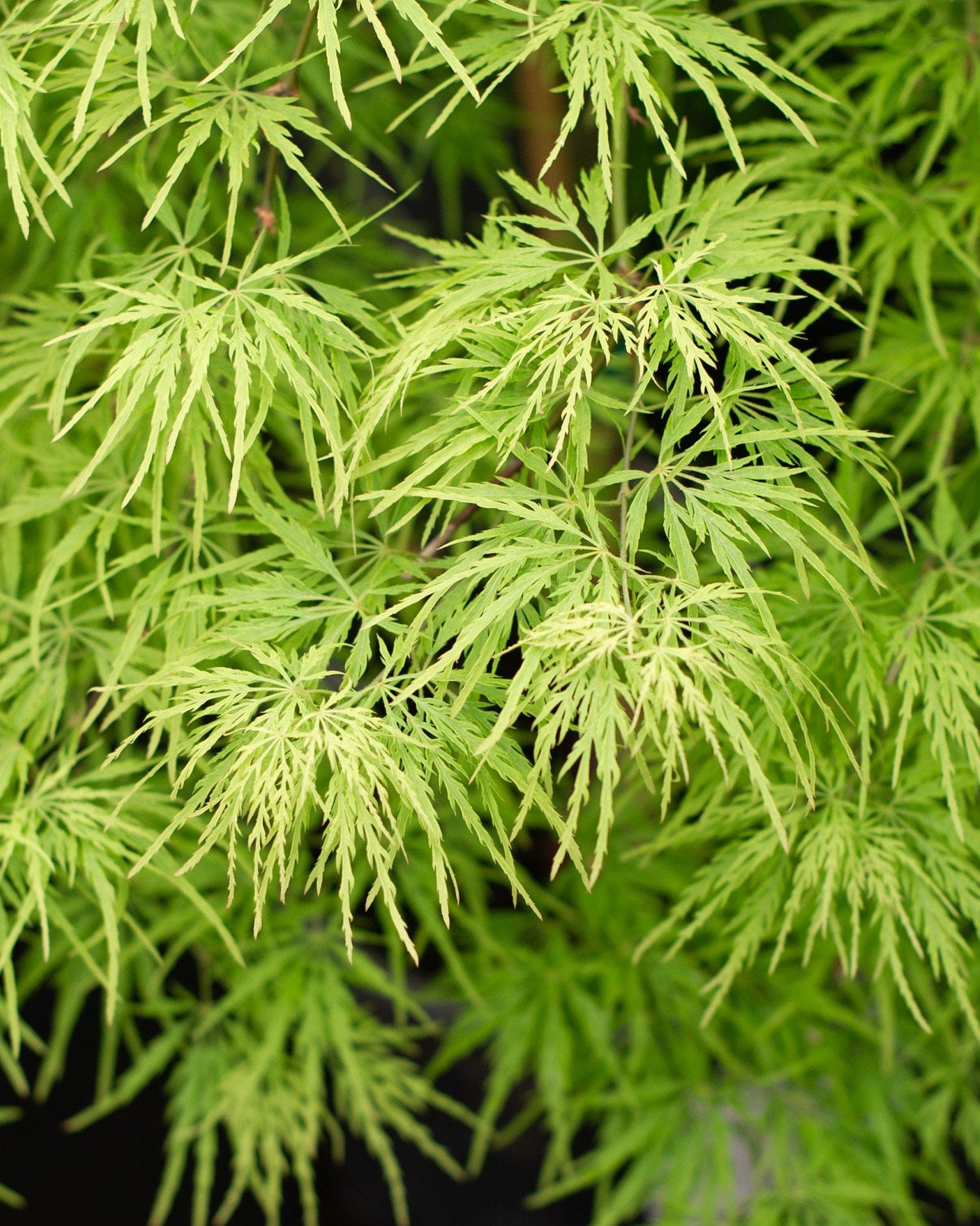 Viridis Japanese Maple green foliage Viridis Japanese Maple with delicate bright green, finely cut leaves