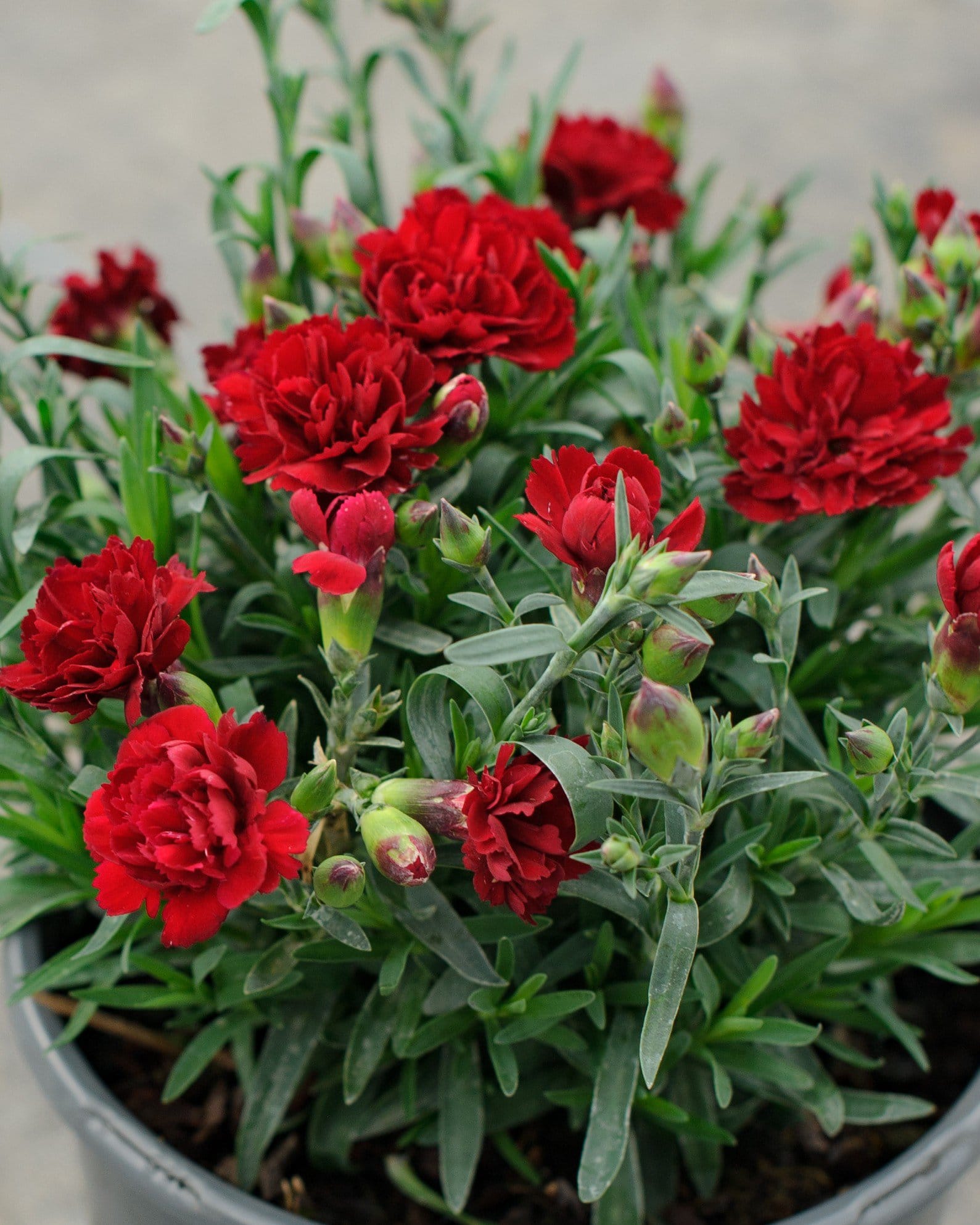 Vivacia Deep Red Dianthus red flowers Vivacia Deep Red Dianthus with ruffled red flowers and narrow green leaves in a container