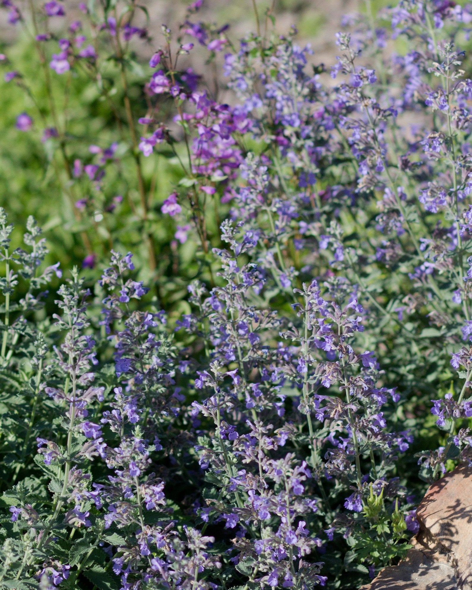 Walker's Low Catmint purple flowers Walker's Low Catmint with abundant purple flowers and silvery green foliage
