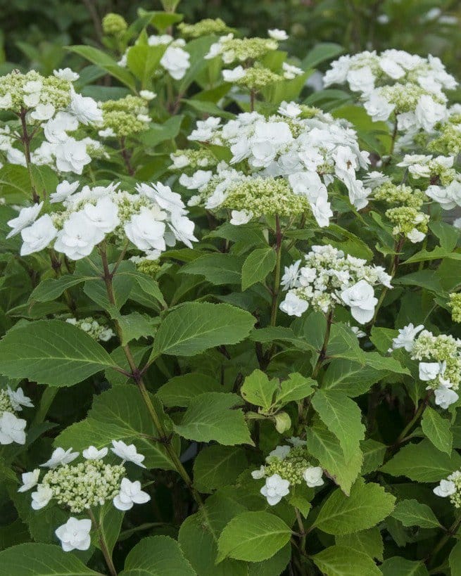 Wedding Gown Hydrangea