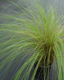 Weeping Lovegrass with long, fine green blades cascading from a black nursery container