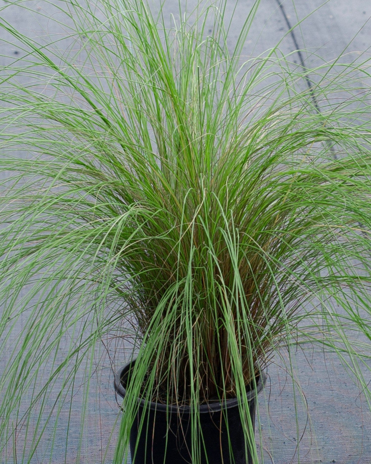 Weeping Lovegrass fine arching blades Weeping Lovegrass with long, fine green blades arching from a black nursery container