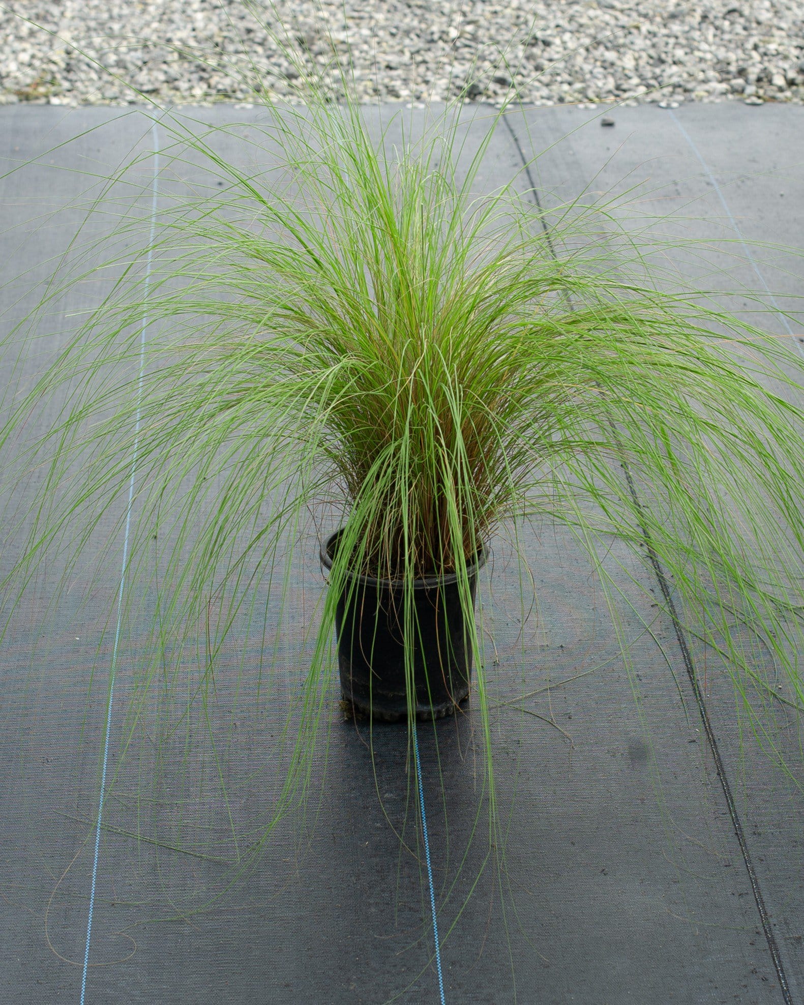 Weeping Lovegrass fine green blades Weeping Lovegrass with fine green blades spilling from a nursery container