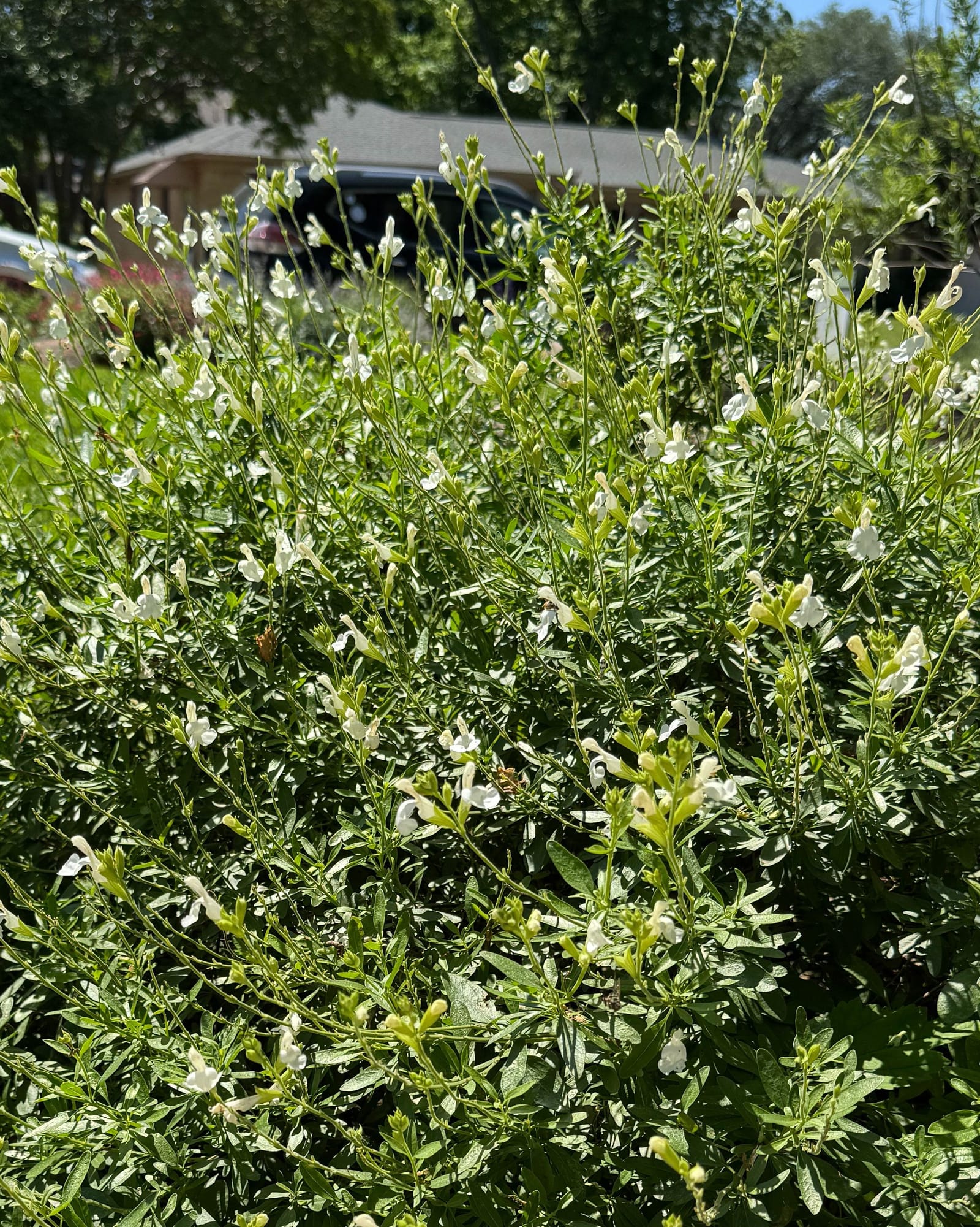 White Flame Salvia Greggii white flowers White Flame Salvia Greggii with green foliage and small white flowers growing as a dense shrub