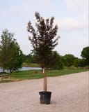 White Lightning Crape Myrtle with dark foliage and pale flowers in a nursery container