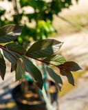 White Lightning Crape Myrtle branch with green leaves and red stems in a nursery container