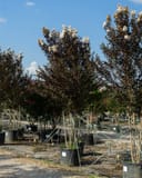 White Lightning Crape Myrtle trees with white flower clusters in nursery containers