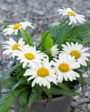 White Lion Shasta Daisy with white flowers and yellow centers in a nursery container