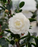 White Shi-Shi Camellia with a full white flower and glossy green leaves