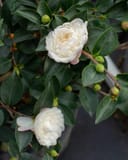 White Shi-Shi Camellia with white double blooms and glossy dark green leaves in a container