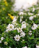 White Trailing Lantana with clusters of small white flowers and green foliage