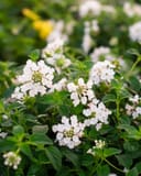 White Trailing Lantana with clusters of white flowers and textured green foliage