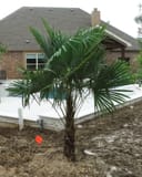 Windmill Palm planted beside a backyard pool with fan-shaped green fronds