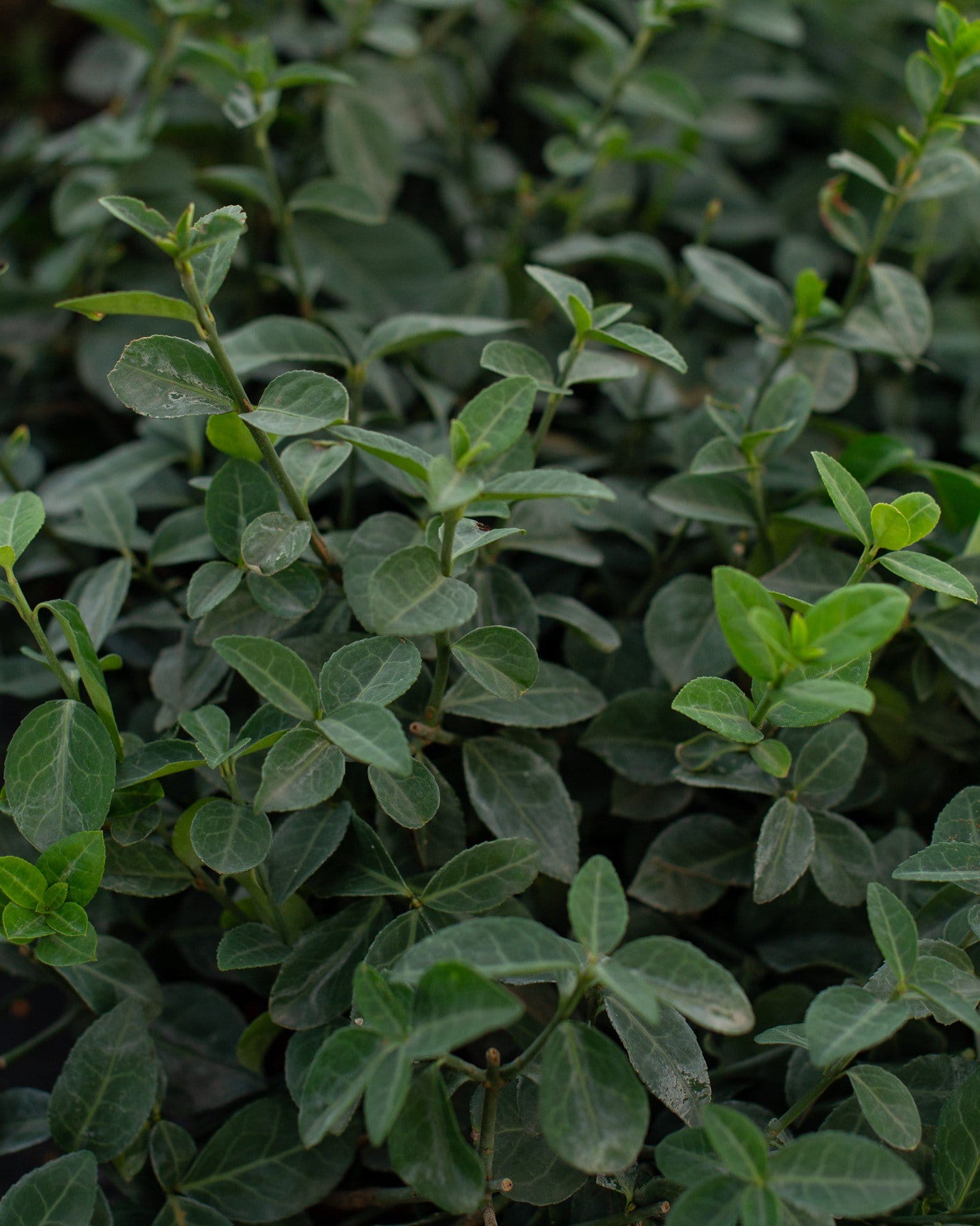 Wintercreeper Euonymus
