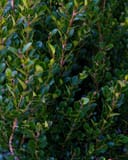 Wintergreen Boxwood with dense glossy green foliage and reddish new stems