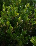 Wintergreen Boxwood with dense glossy green foliage and upright branching