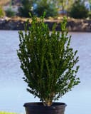 Wintergreen Boxwood with dense upright green foliage in a black nursery container