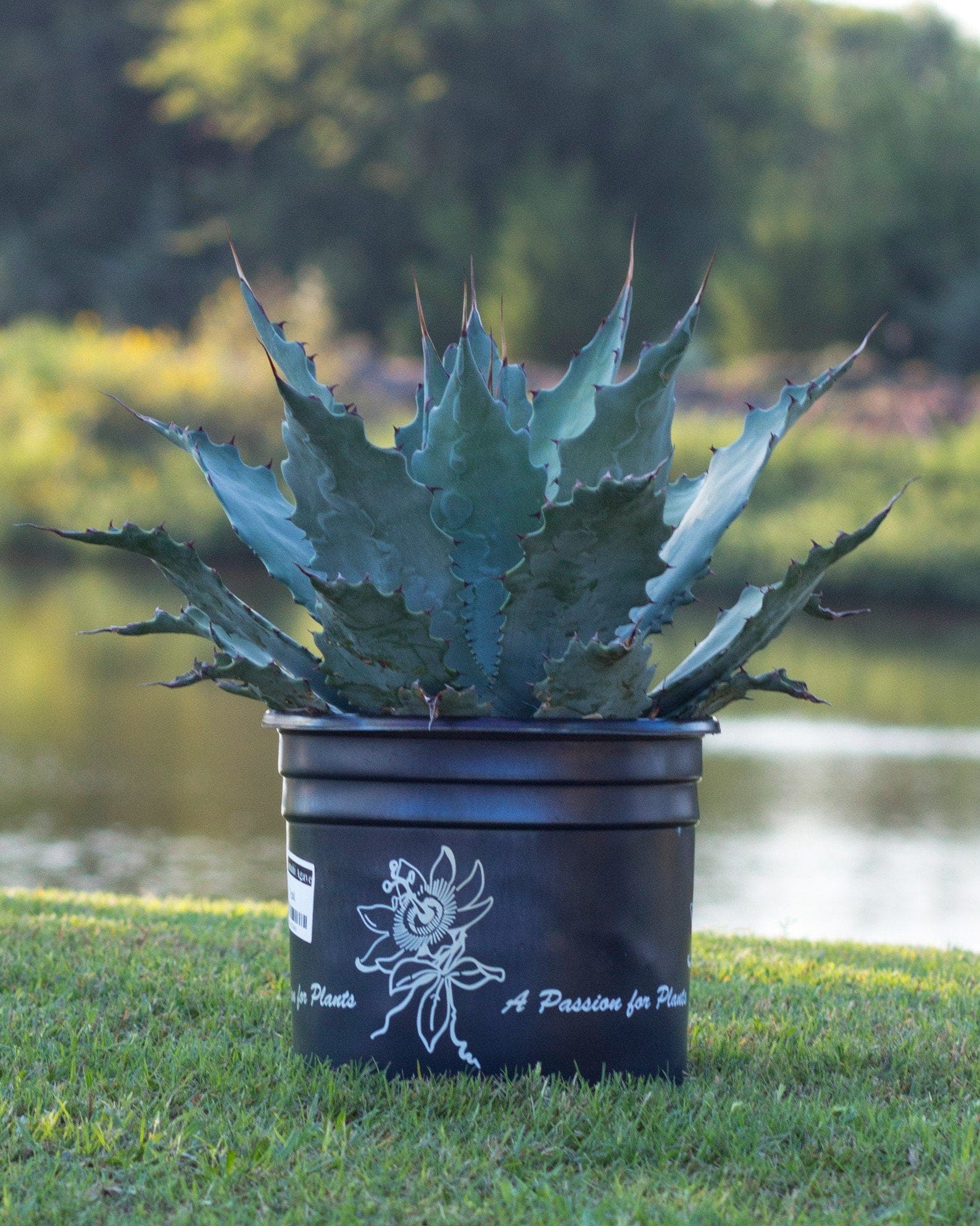 Wocomahi Agave blue green leaves Wocomahi Agave with blue-green pointed leaves in a black nursery container beside a pond
