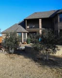 Yaupon Holly shrubs planted in front of a brick home with multiple trunks and dense dark green foliage