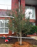 Yaupon Holly Kathy Ann with slender trunks and fine green foliage planted beside a brick home
