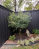 Yaupon Holly with fine green foliage planted in a mulched landscape bed beside a black fence