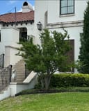 Yaupon Holly Pride of Houston with dense green foliage beside a stucco building and entry steps