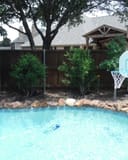 Yaupon Holly Pride of Houston shrubs planted beside a backyard pool and basketball hoop
