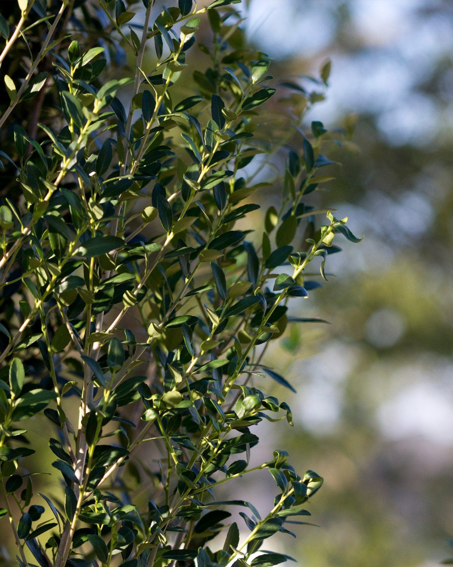 Yaupon Holly Scarlet's Peak glossy foliage Yaupon Holly Scarlet's Peak with dense glossy green foliage and slender branching