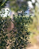 Yaupon Holly Scarlet's Peak with slender branches and glossy green leaves in a nursery setting