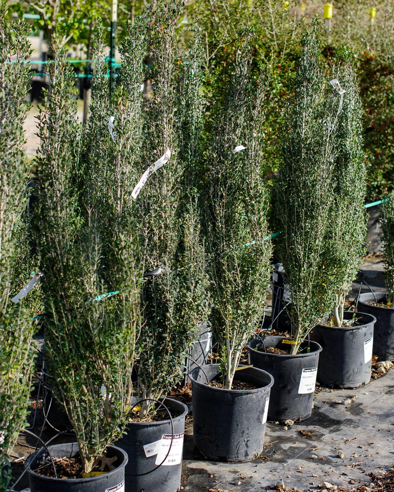 Yaupon Holly Skyline