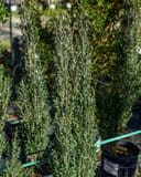 Yaupon Holly Skyline narrow upright shrubs with dense green foliage in nursery containers