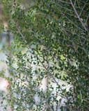 Yaupon Holly Skyward with dense green foliage and slender branching stems