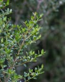 Yaupon Holly Skyward with small glossy green leaves on branching stems