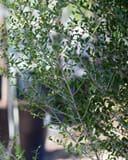 Yaupon Holly Skyward with dense green foliage and slender branching in a nursery container