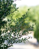 Yaupon Holly Skyward with slender branches and dense small green leaves