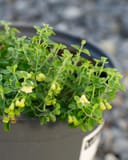 Yellow Skullcap with compact green foliage and pale yellow flowers in a nursery container