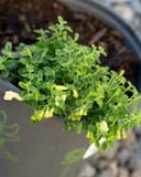 Yellow Skullcap with dense green foliage and pale yellow flowers in a nursery container