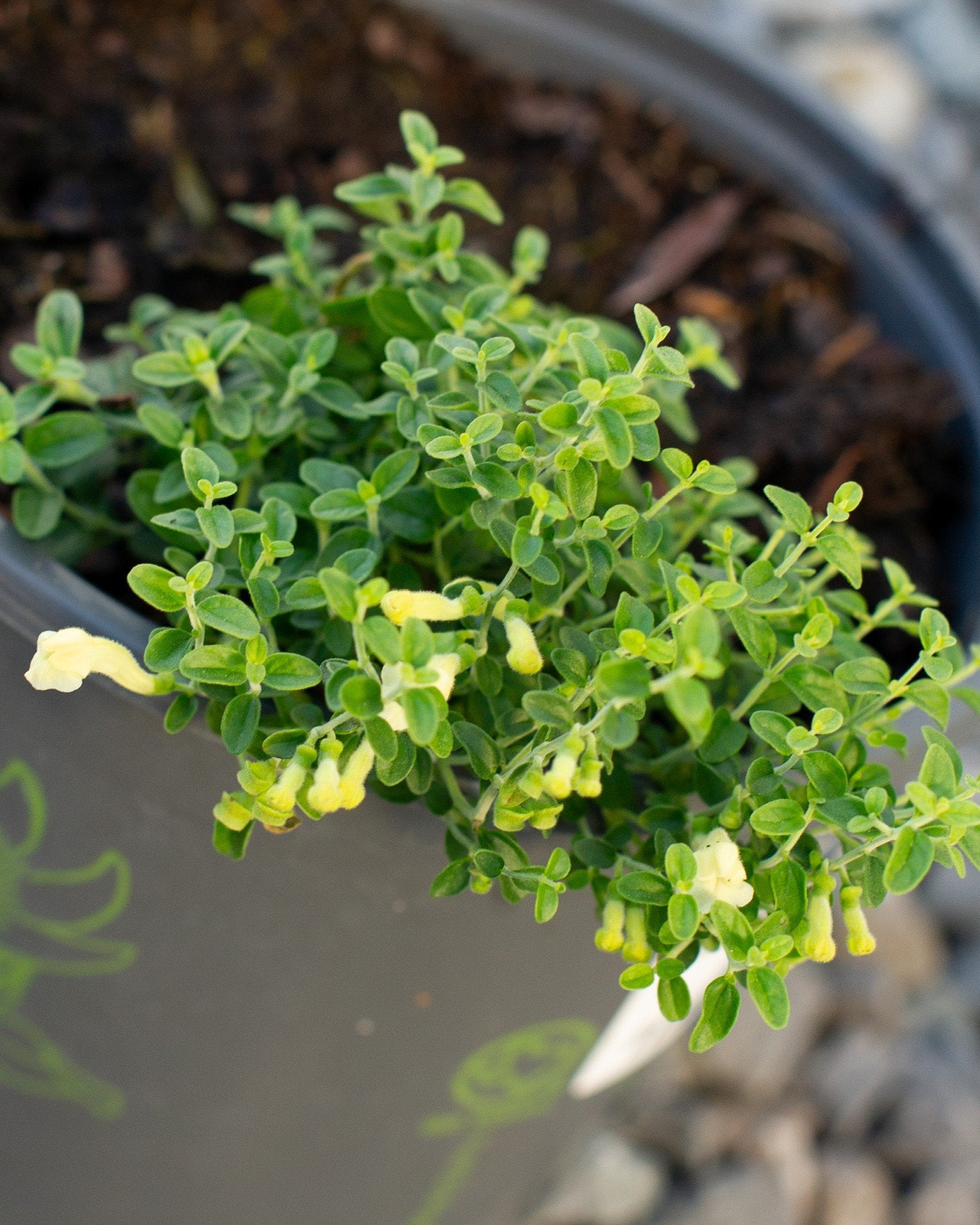 Yellow Skullcap yellow flowers Yellow Skullcap with dense green foliage and pale yellow flowers in a nursery container