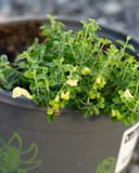 Yellow Skullcap with dense green foliage and pale yellow flowers in a nursery container