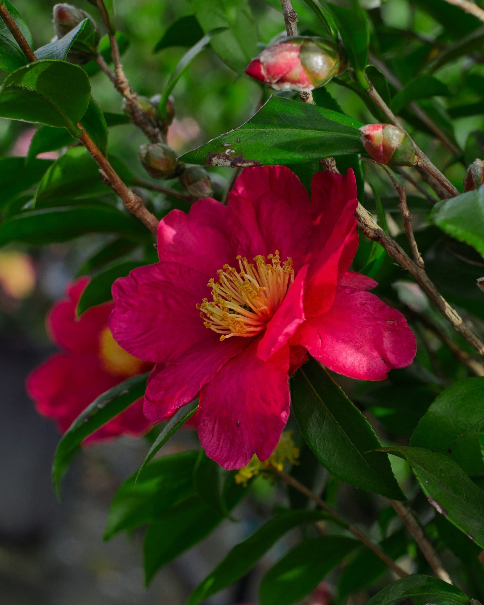 Yuletide Candle Camellia