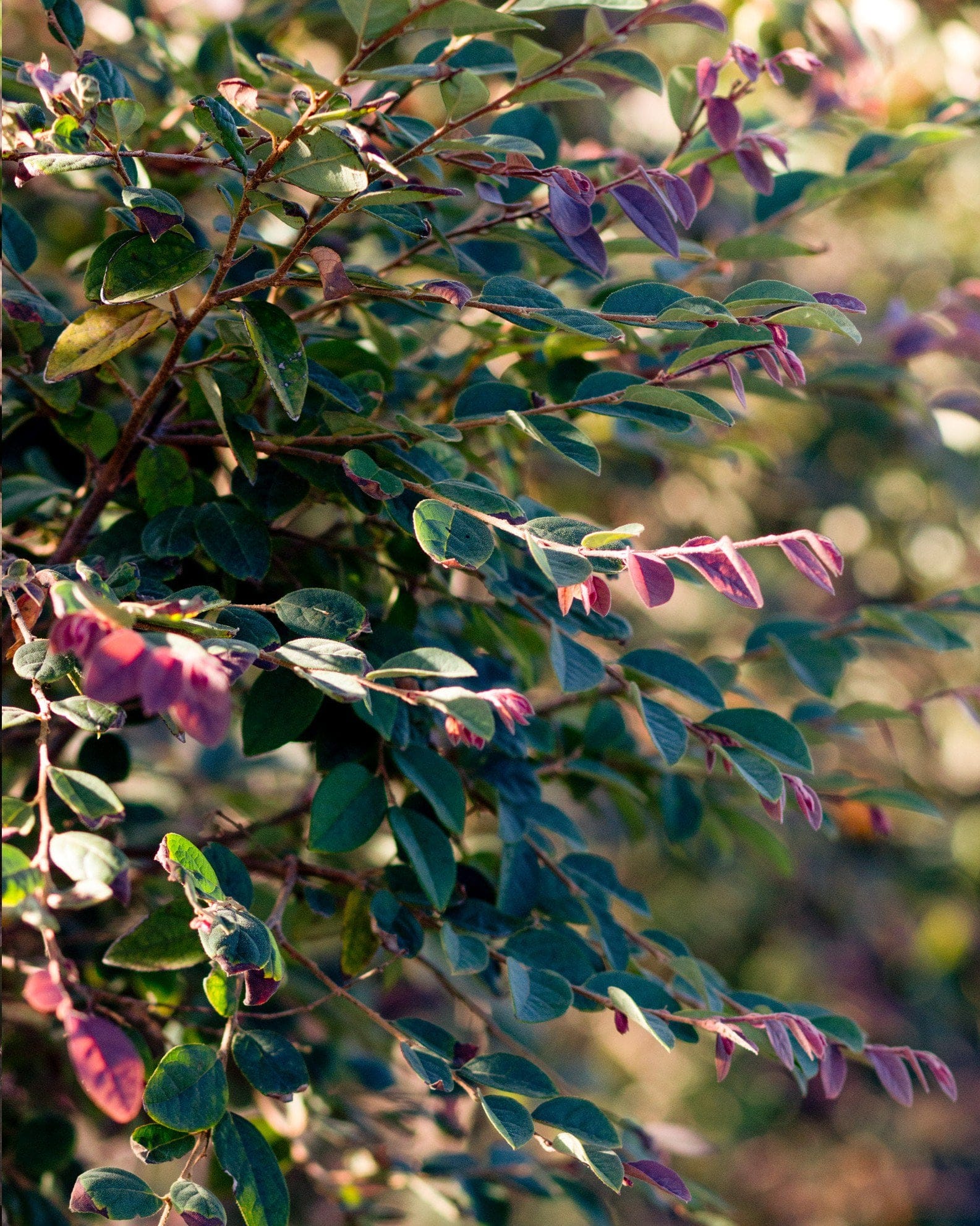 Zhuzhou Loropetalum Tree Form pink flowers Zhuzhou Loropetalum Tree Form with dark foliage and pink flowers in sunlight