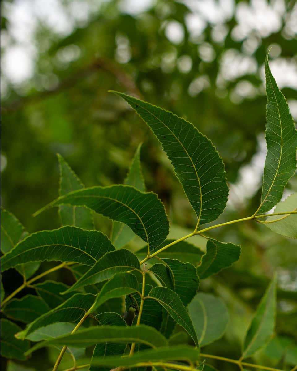 Kanza Rizmie Kanza Pecan | Order Online | Treeland Nursery