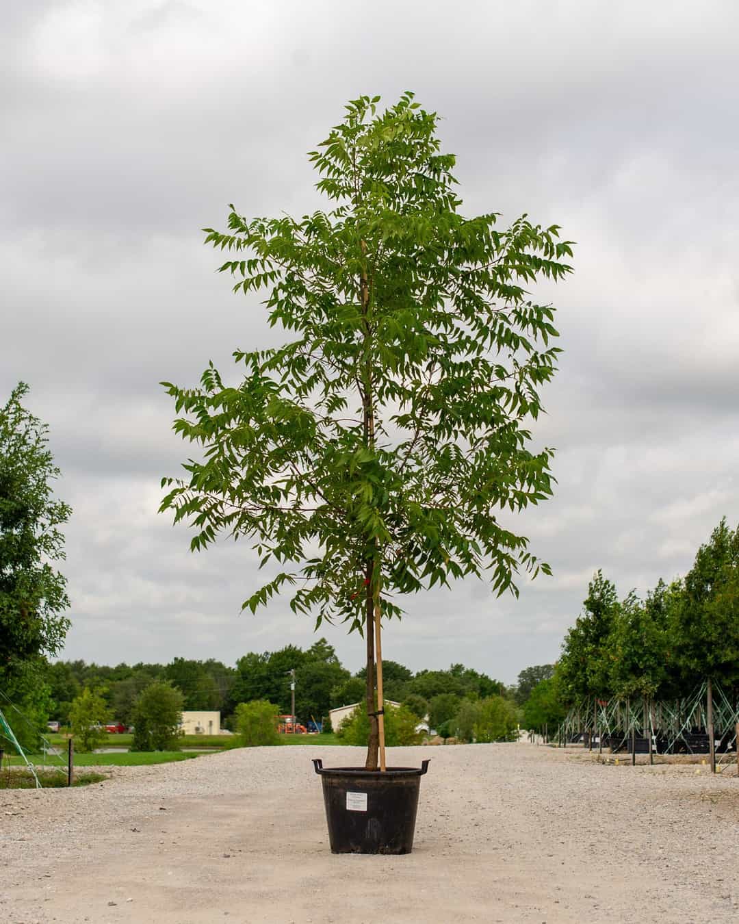Kanza Rizmie Kanza Pecan | Order Online | Treeland Nursery