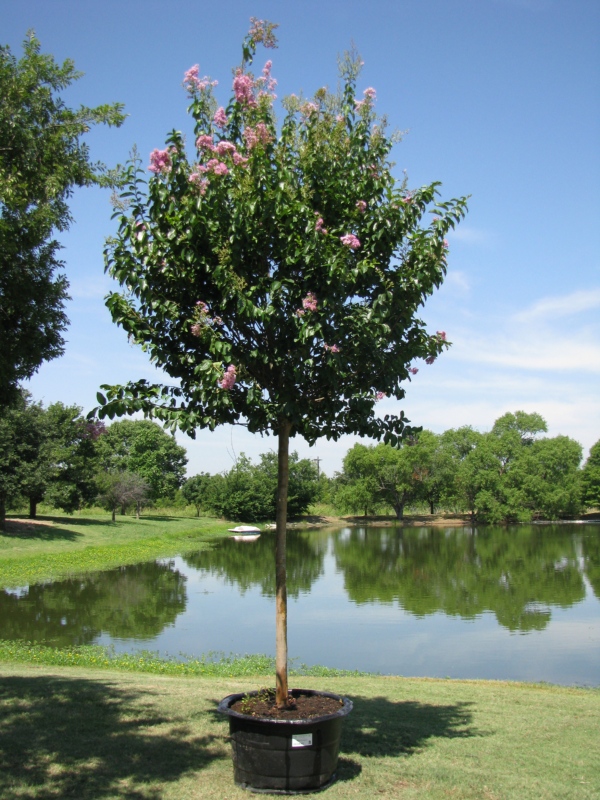 Tree land Nursery - Dallas, Texas - Crape Myrtle 'Muskogee' Tree