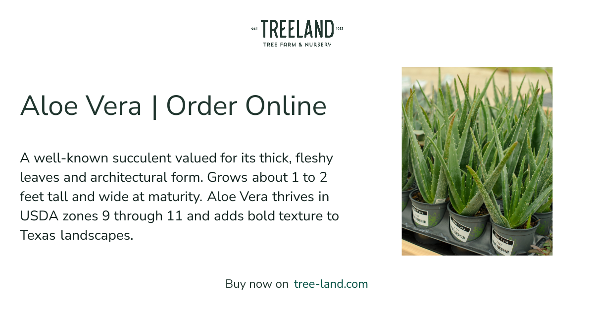 Aloe Vera | Order Online | Treeland Nursery
