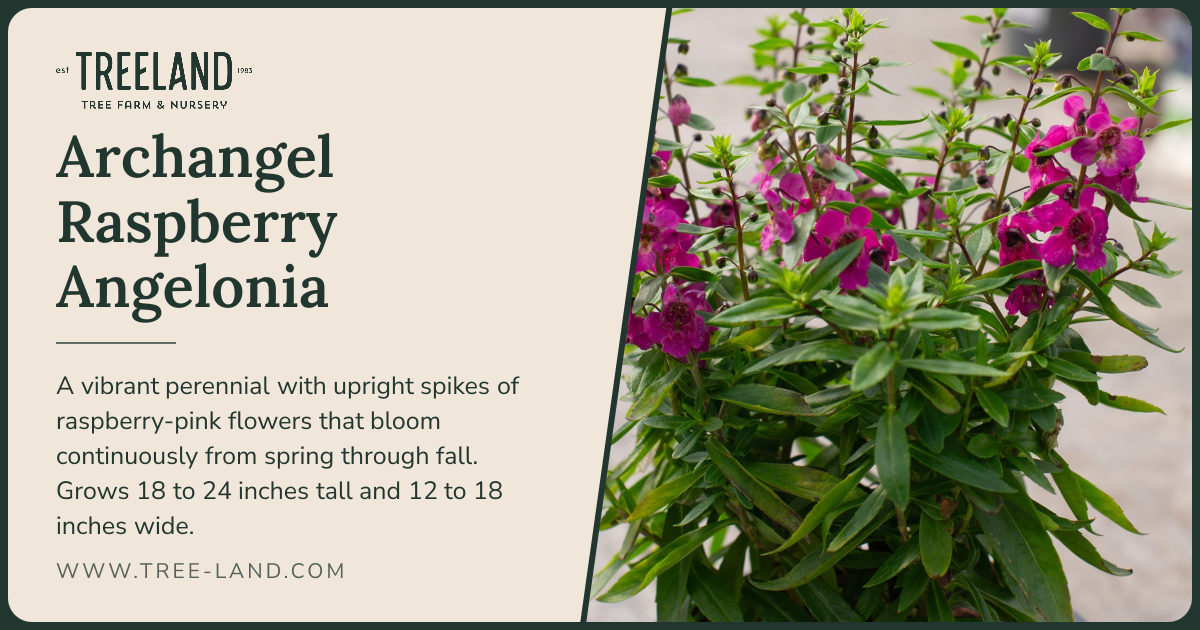 Archangel Raspberry Angelonia | Order Online | Treeland Nursery