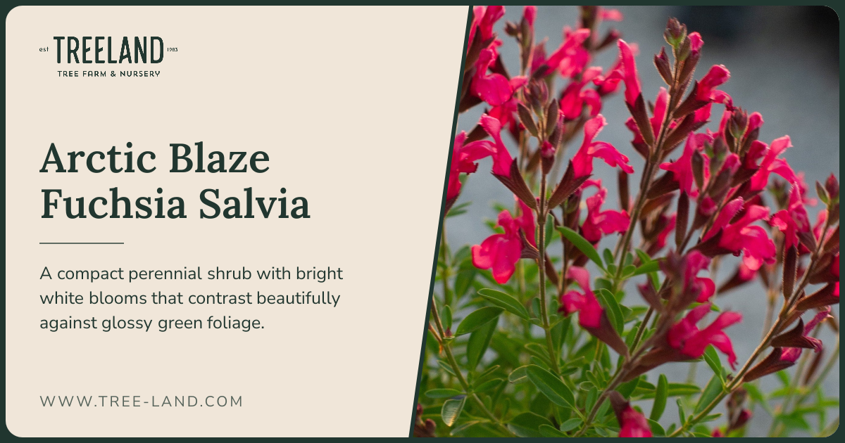 Arctic Blaze Fuchsia Salvia | Order Online | Treeland Nursery