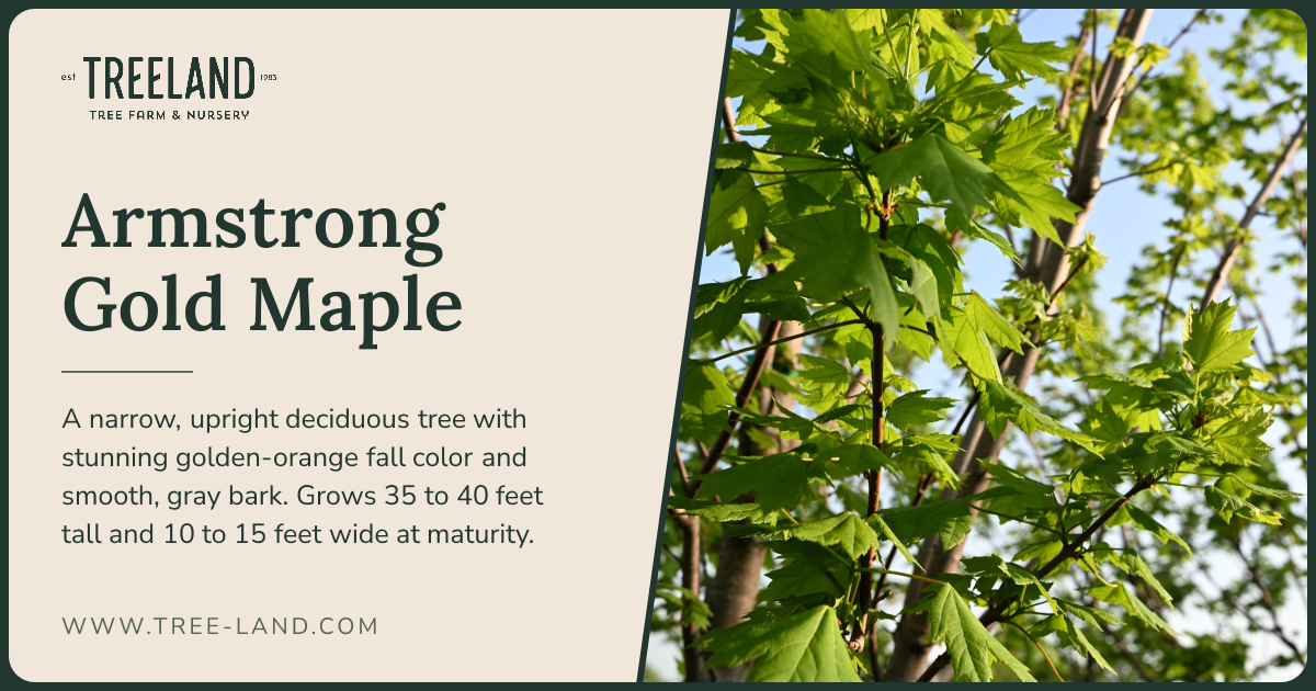 Armstrong Gold Maple | Order Online | Treeland Nursery
