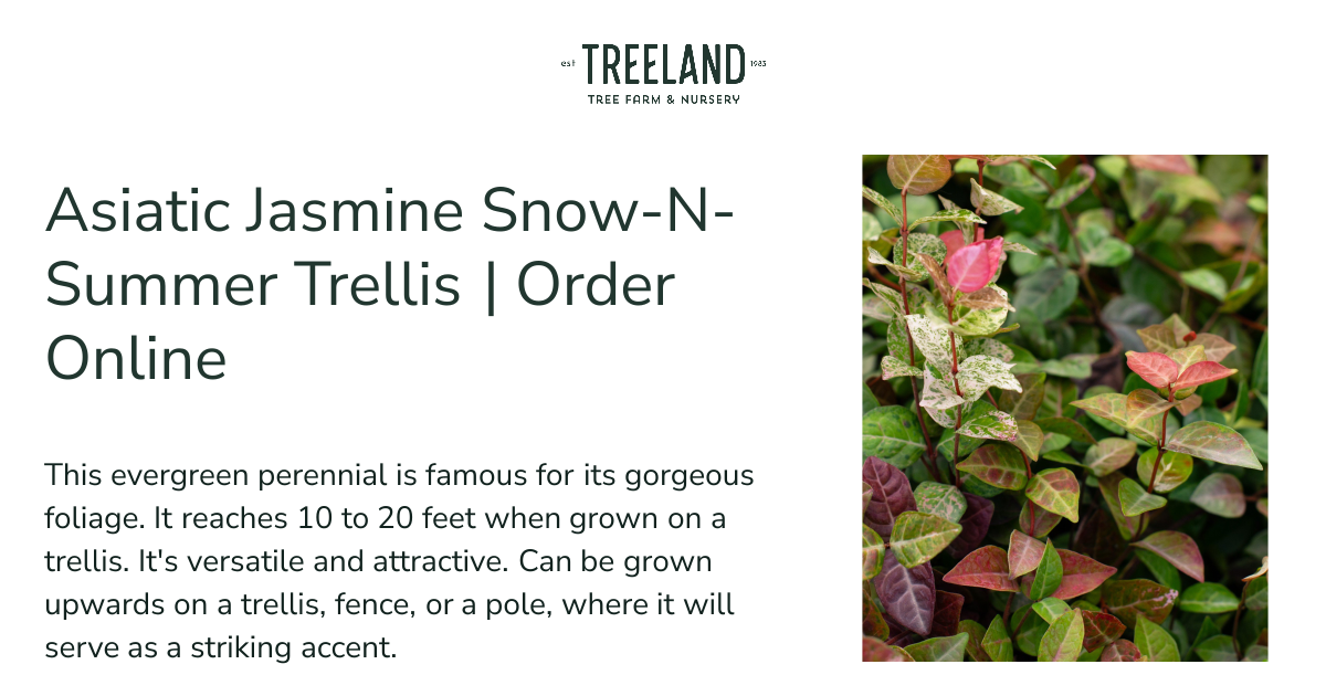 Asiatic Jasmine Snow-N-Summer Trellis | Order Online | Treeland