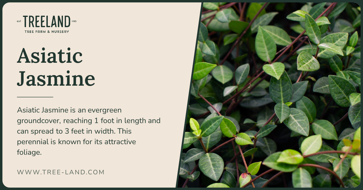 Asiatic Jasmine | Order Online | Treeland Nursery